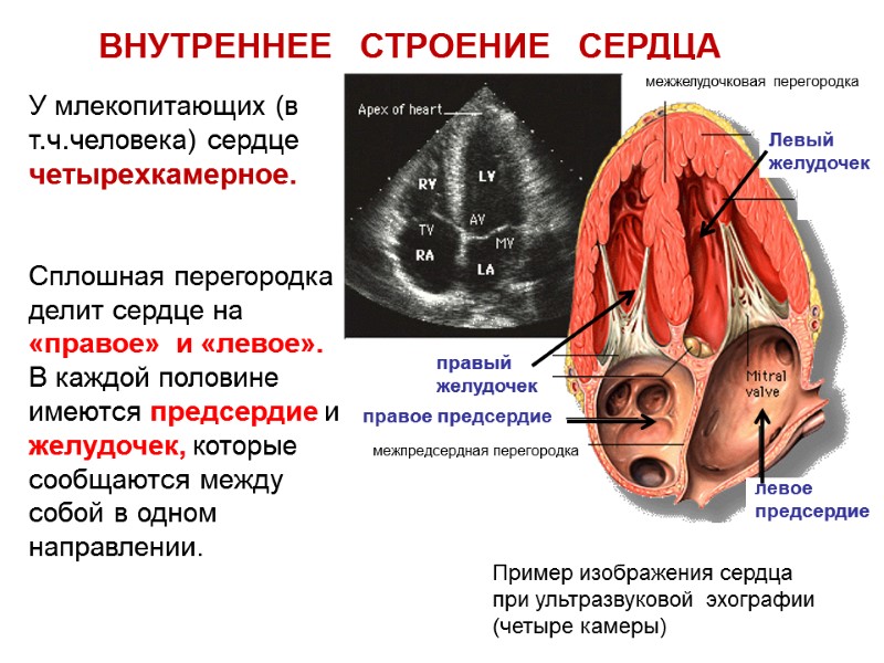 Пример изображения сердца при ультразвуковой  эхографии (четыре камеры) Сплошная перегородка делит сердце на